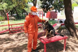 Cães bombeiros: o trabalho incrível de treinamento para busca de desaparecidos