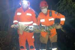 Bombeiros de Montes Claros registram aumento na captura de animais silvestres