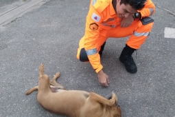 Bombeiros de Itaúna se despedem de cão sentinela que vigiava quartel