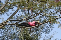 Bombeiro mineiro participa de competição de escalada em árvore em Campo Grande